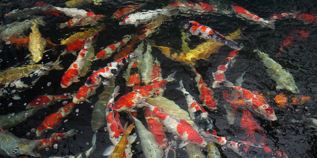 Le_nostre_koi