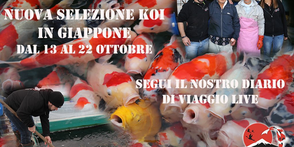 Selezione koi 2019