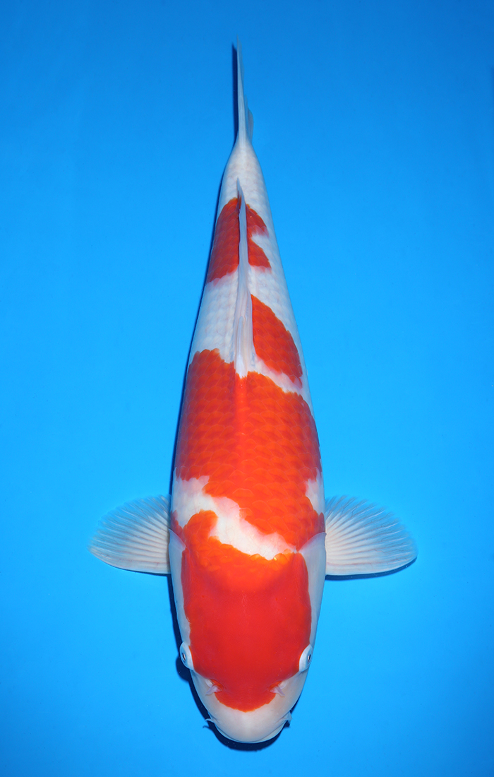KOHAKU HQ
