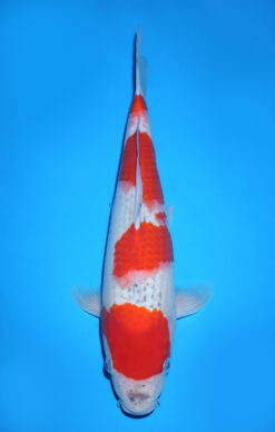 GOSHIKI