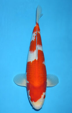 KOHAKU