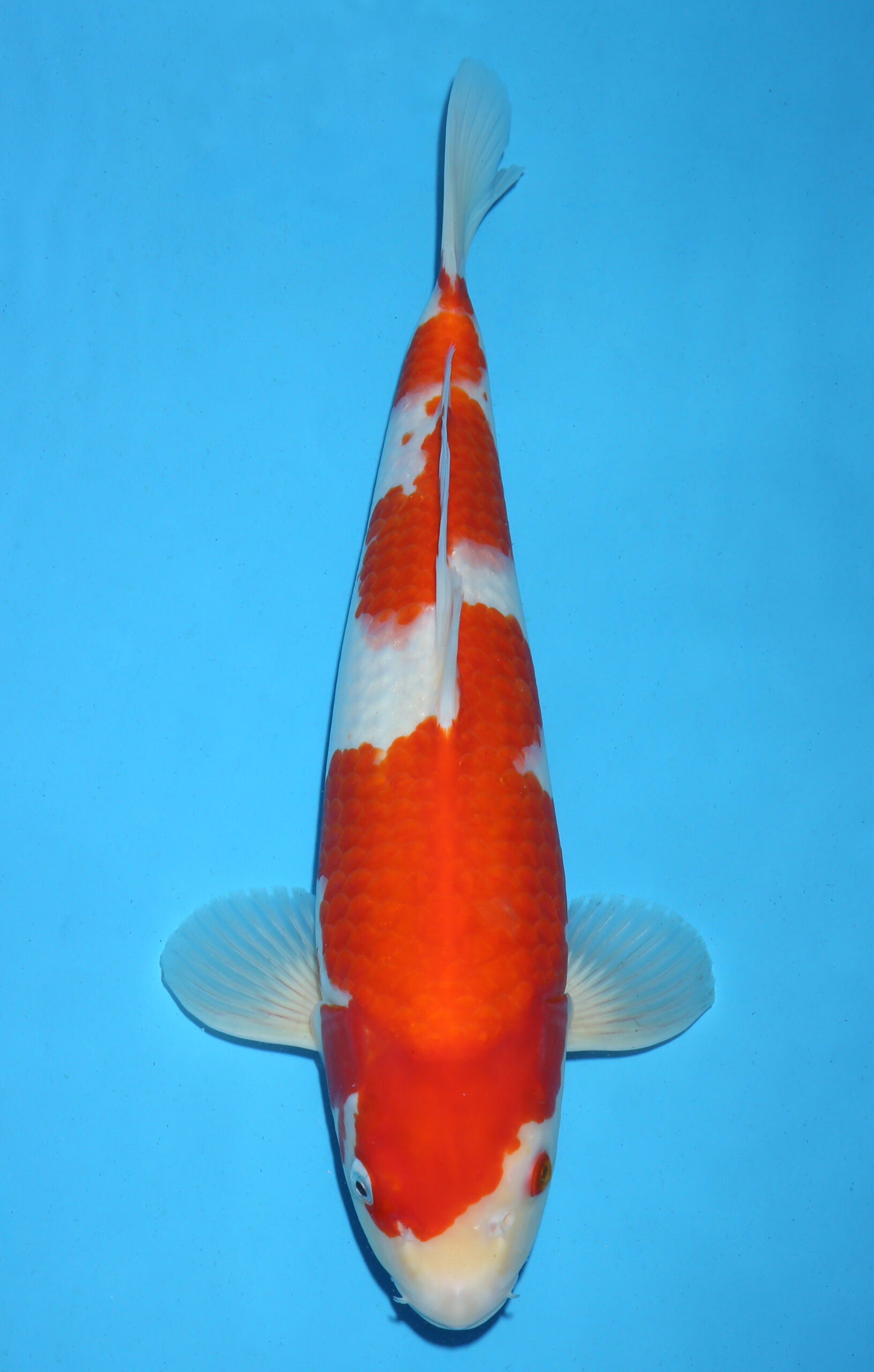 KOHAKU
