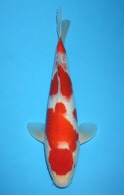 MARUTEN KOHAKU