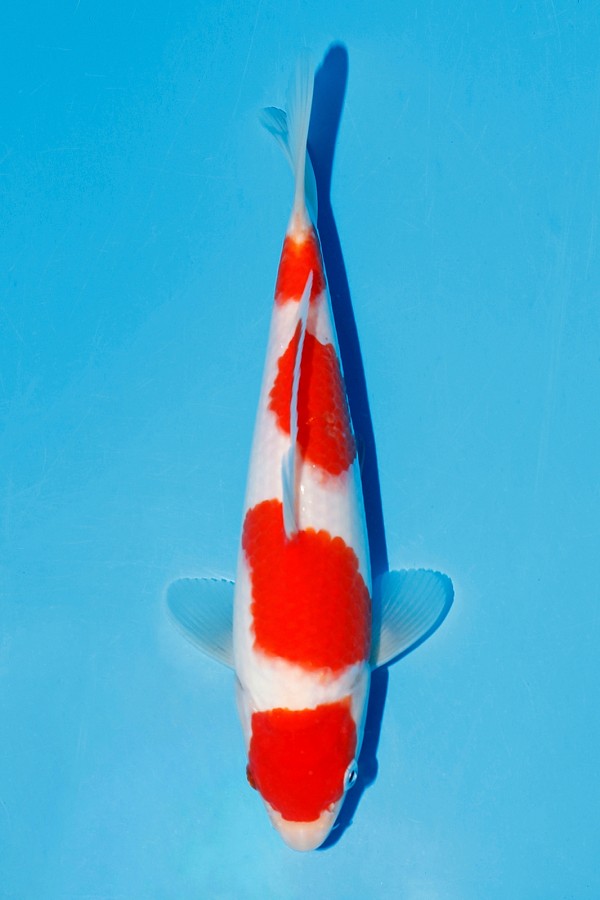 KOHAKU