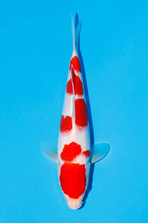 KOHAKU