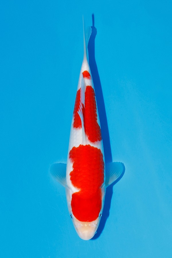 KOHAKU