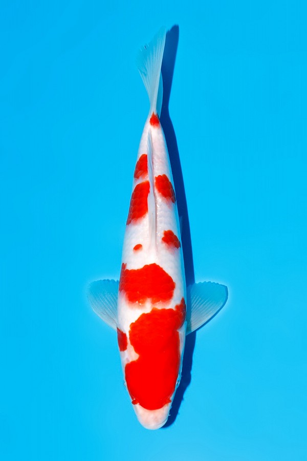 KOHAKU