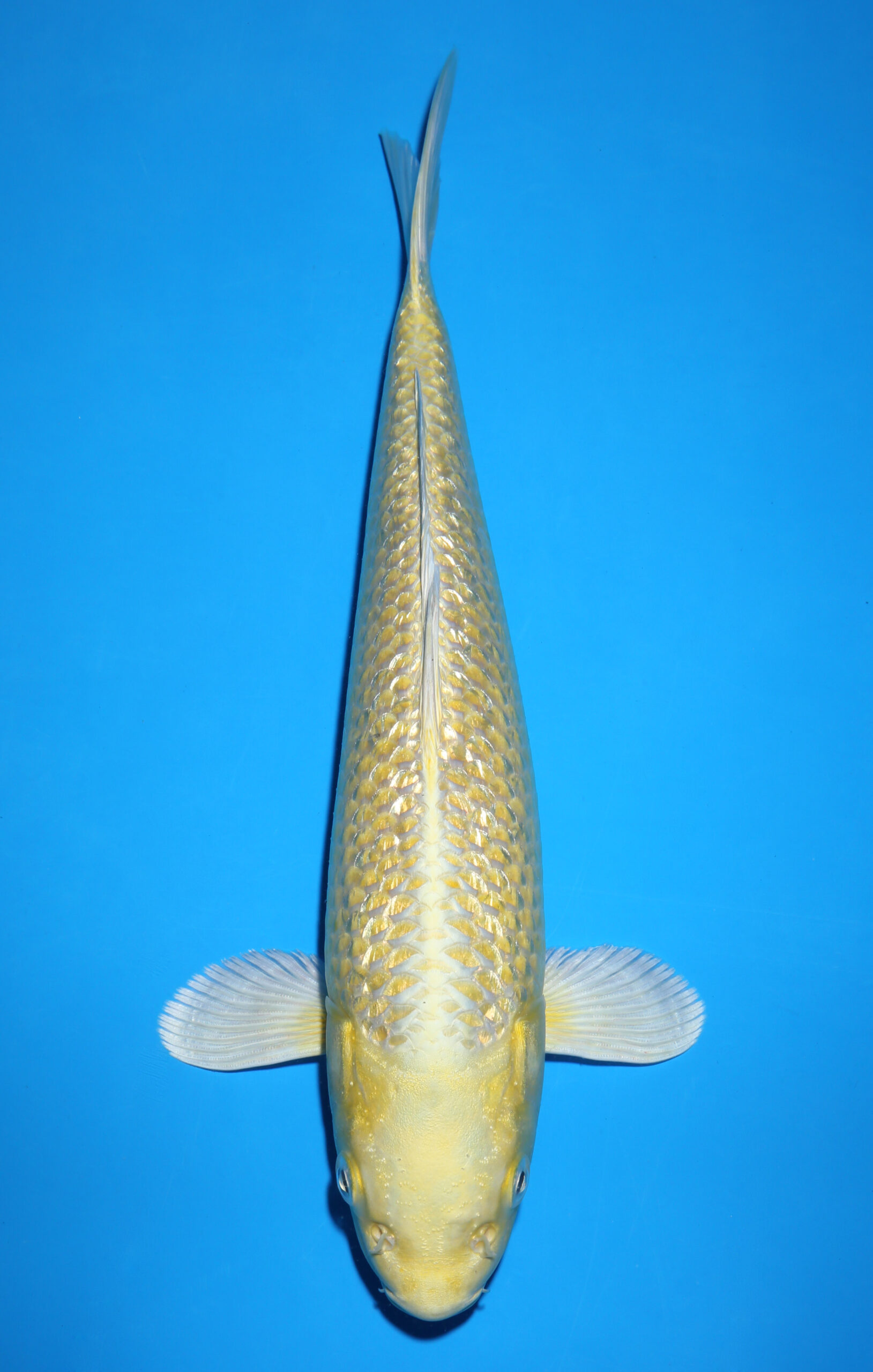 YAMABUKI GINRIN