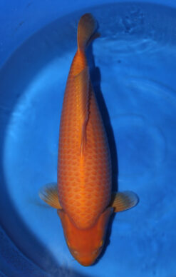 HQ KARASHIGOI MANGO