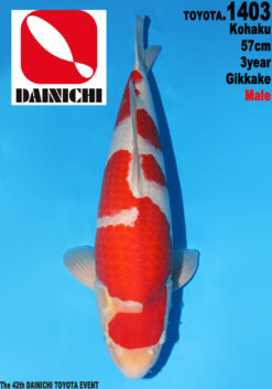 VHQ KOHAKU