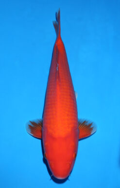 BENIGOI
