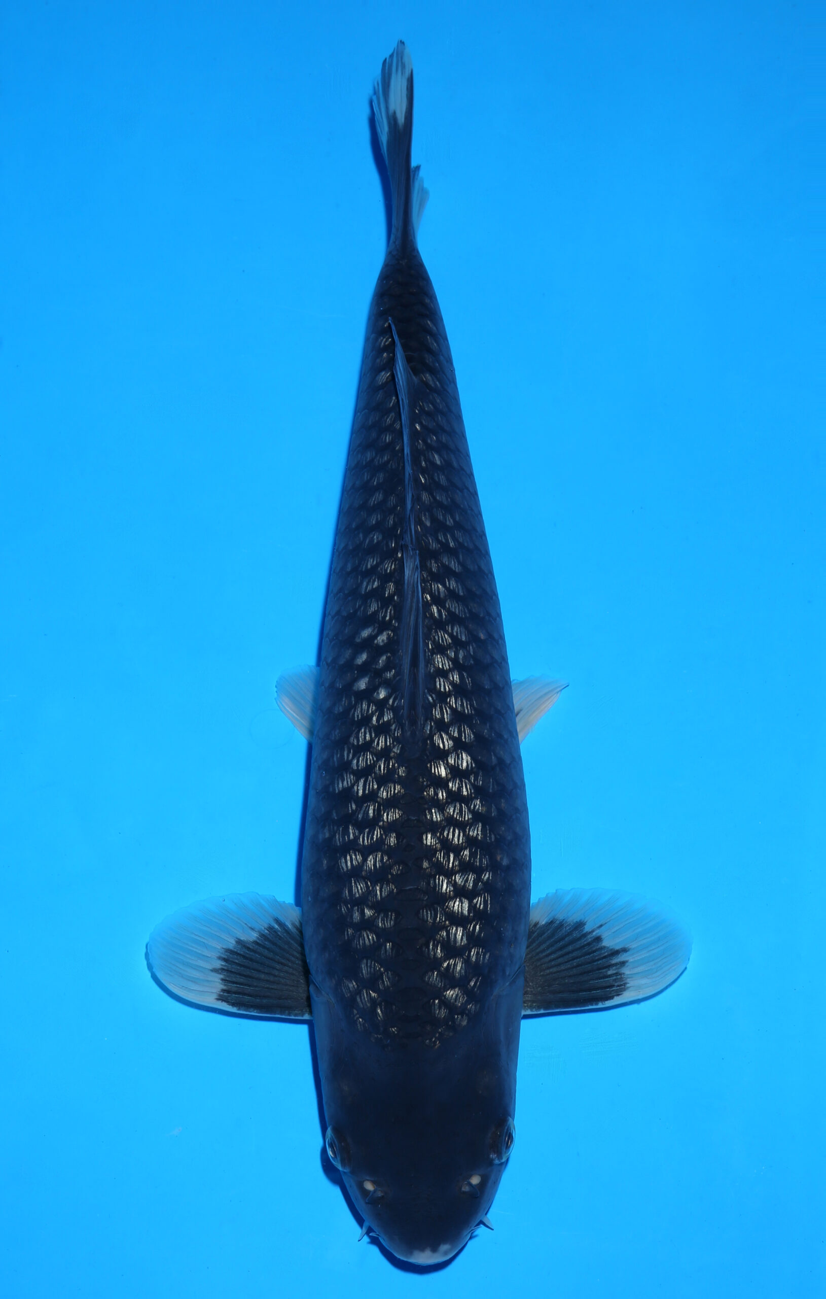 BLACK DIAMOND