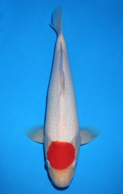TANCHO KOHAKU