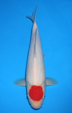 TANCHO KOHAKU