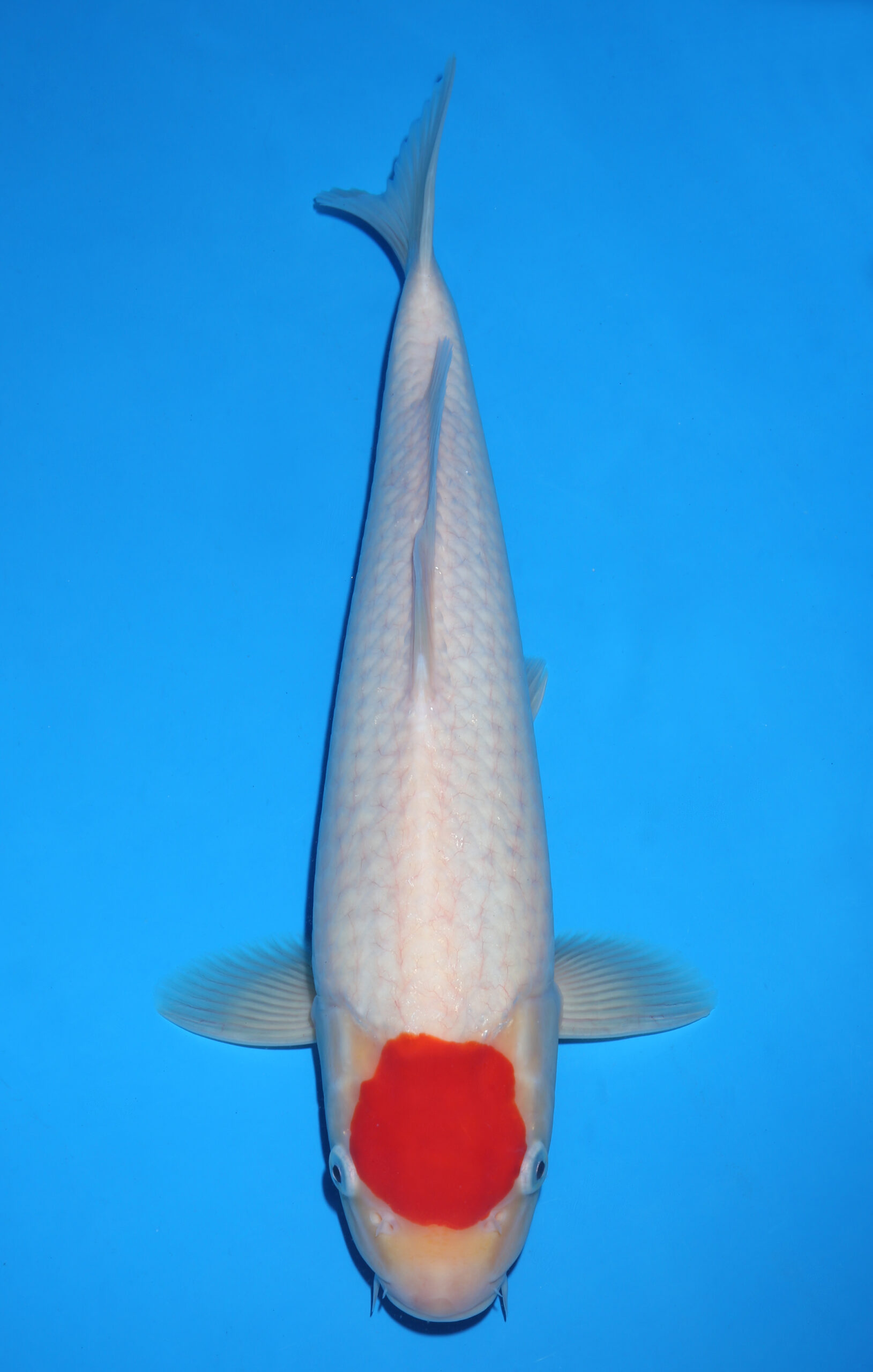 TANCHO KOHAKU