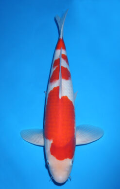 KOHAKU