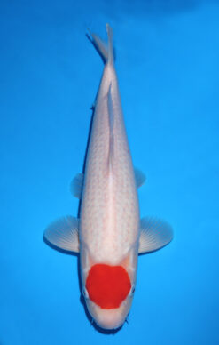 TANCHO KOHAKU