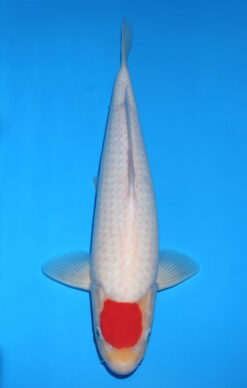 TANCHO KOHAKU