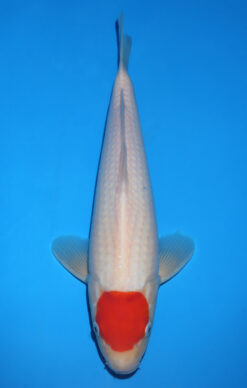 TANCHO KOHAKU