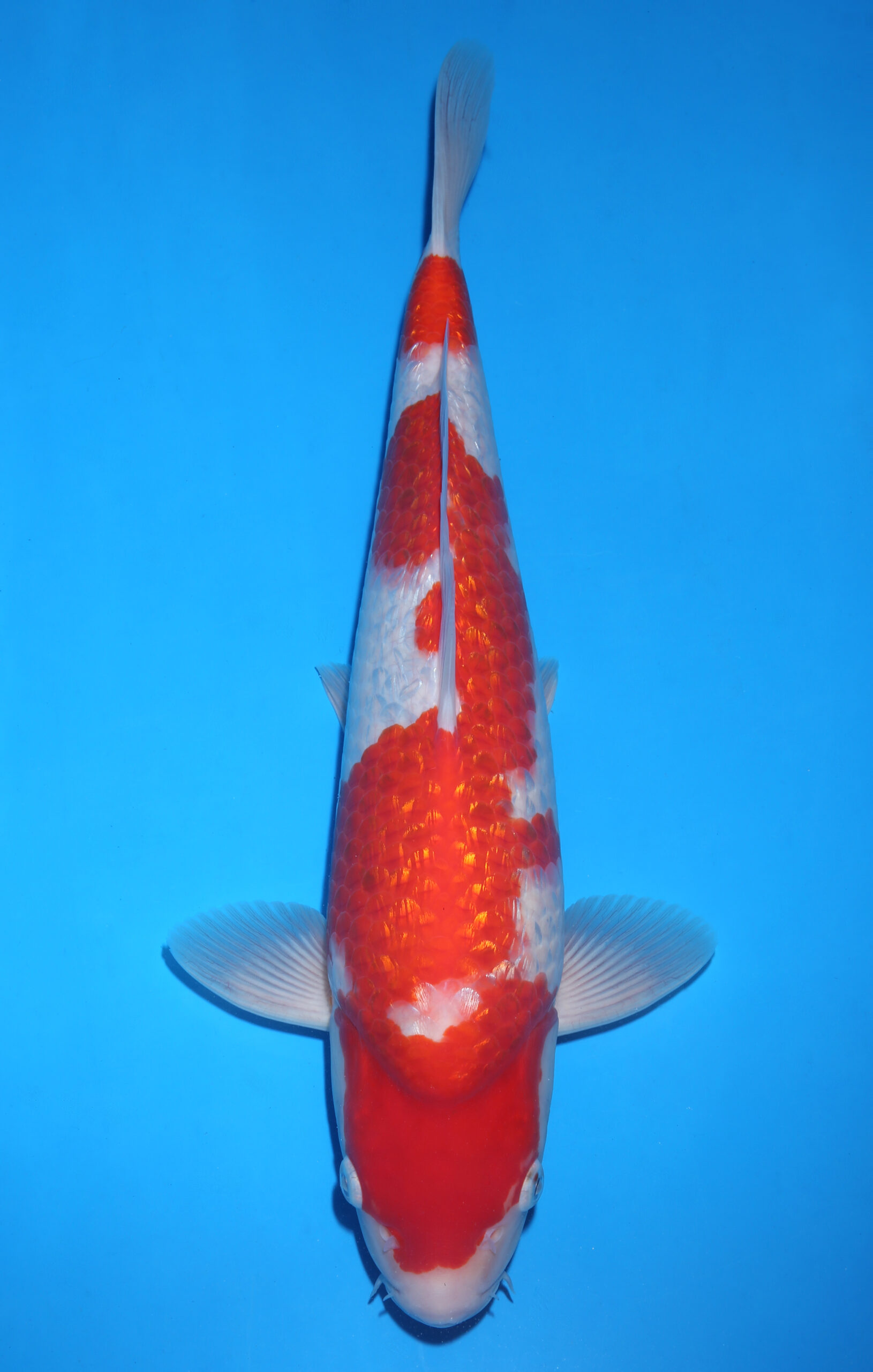 KOHAKU GINRIN