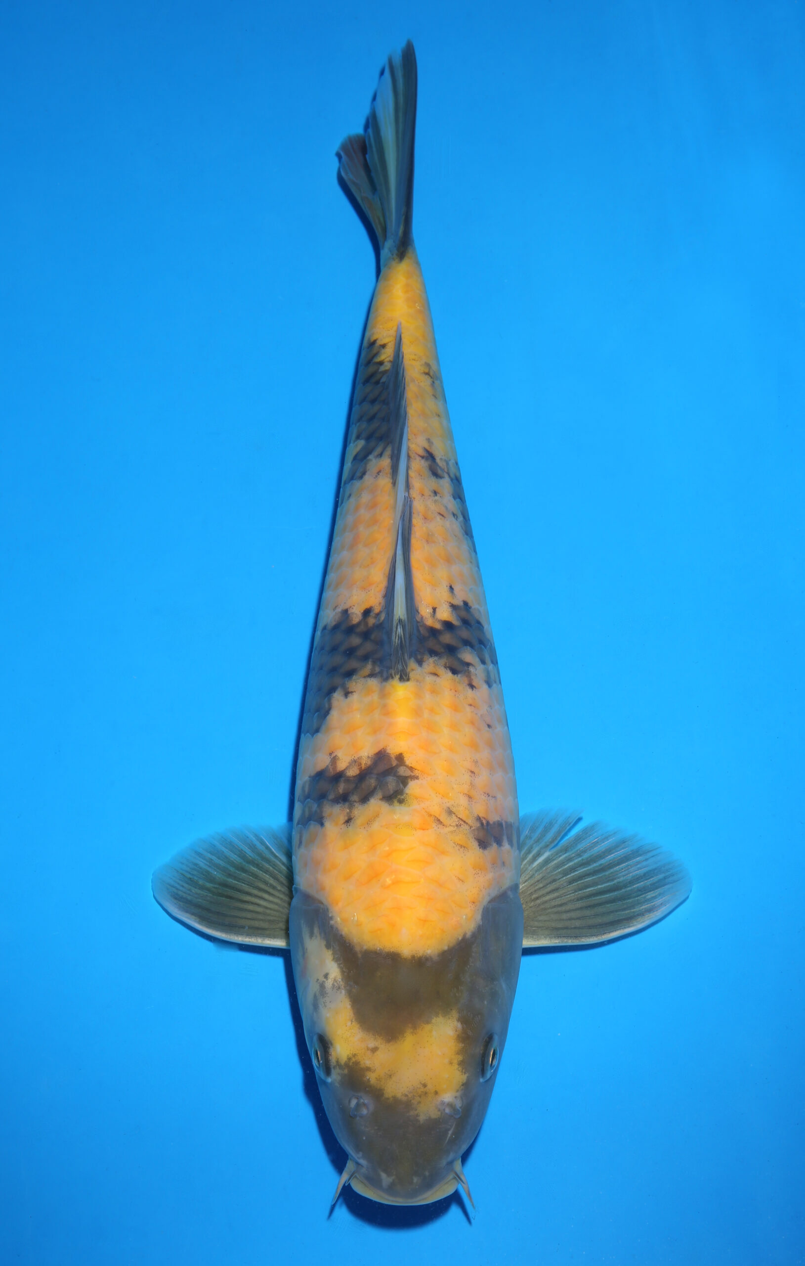 KI UTSURI