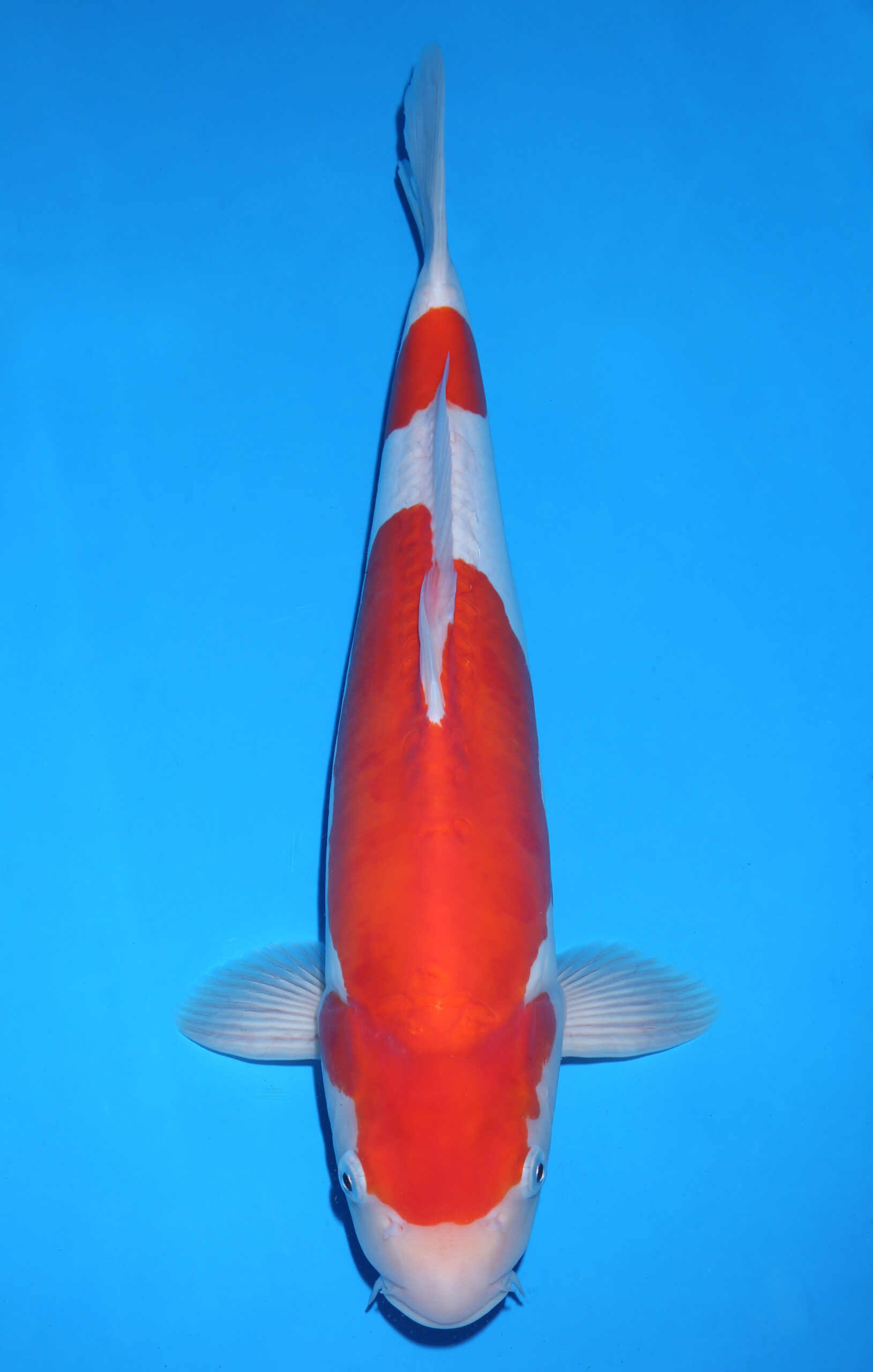 KOHAKU DOITSU