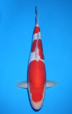 KOHAKU DOITSU