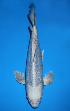 KIN KABUTO DOITSU GINRIN BUTTERFLY