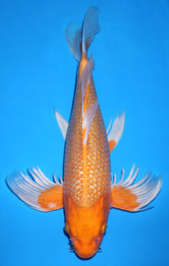 ORENJI GINRIN BUTTERFLY