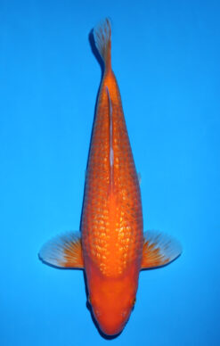 BENIGOI GINRIN