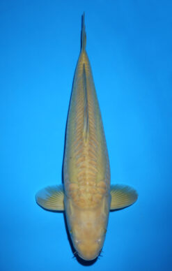 CHAGOI DOITSU
