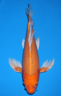 ORENJI BUTTERFLY