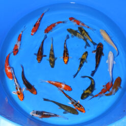 TOSAI 2025: 12-15 cm