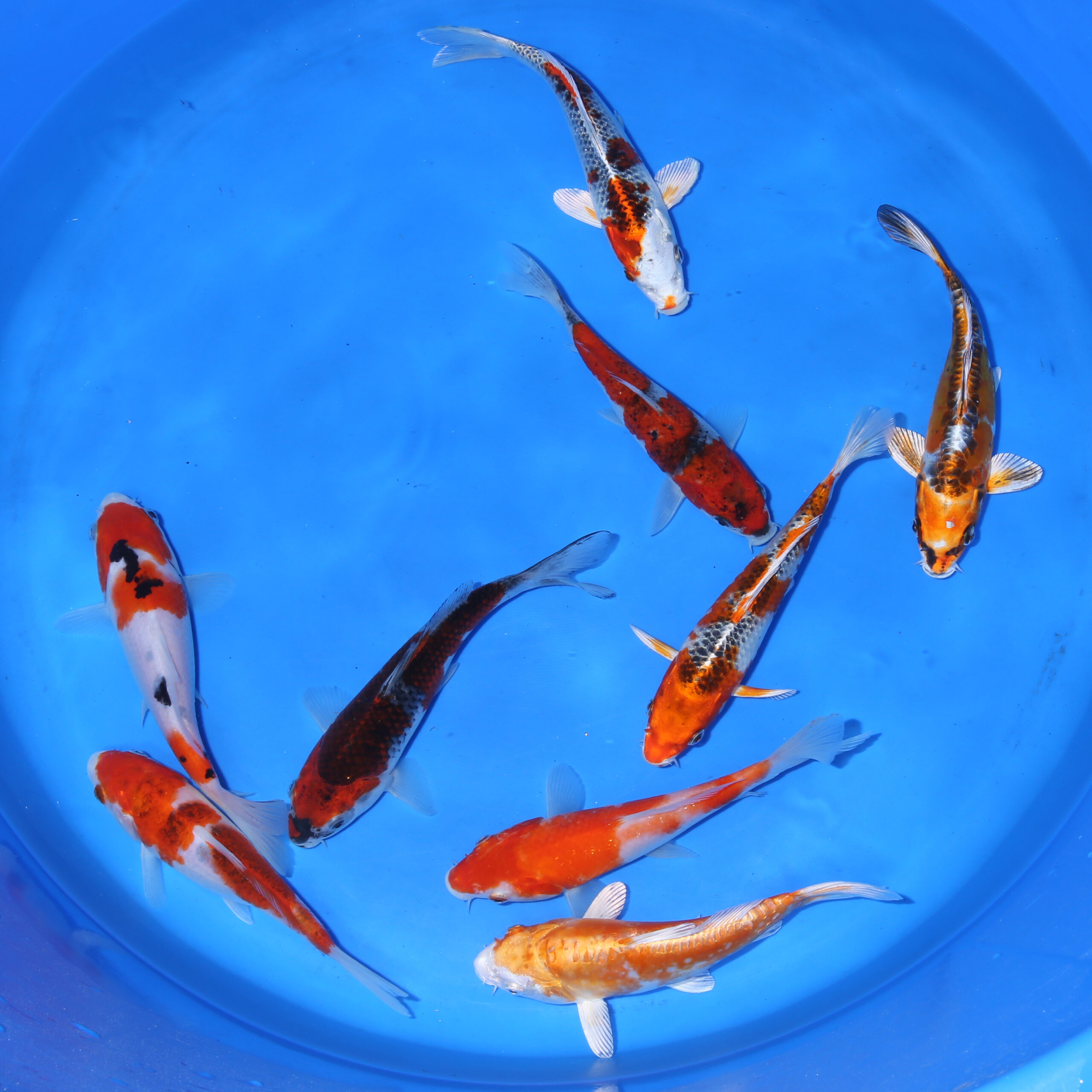 TOSAI 2025: 20-22 cm