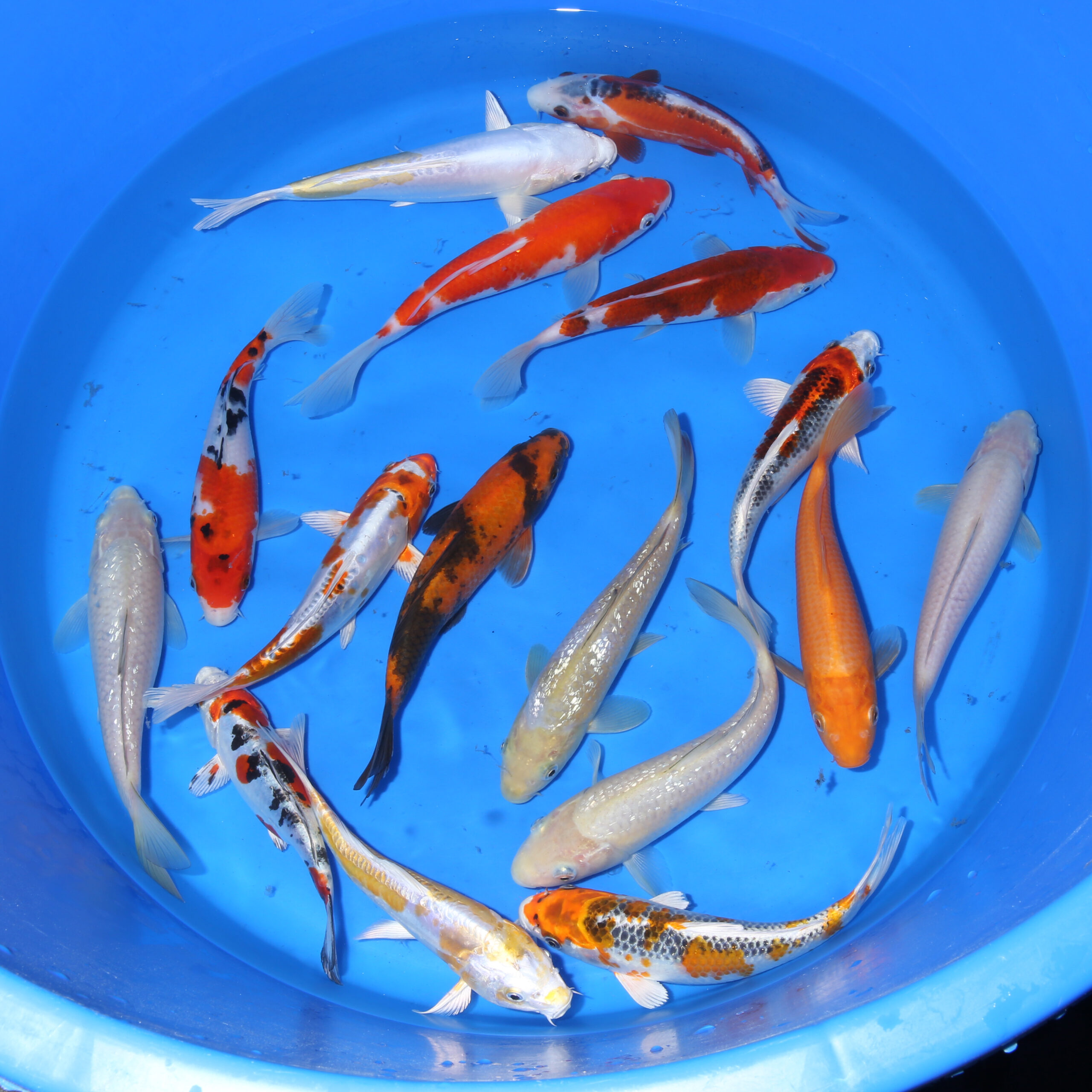 TOSAI 2025: 20-25 cm HIGH QUALITY
