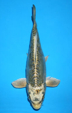 DOITSU MUKASHI OGON