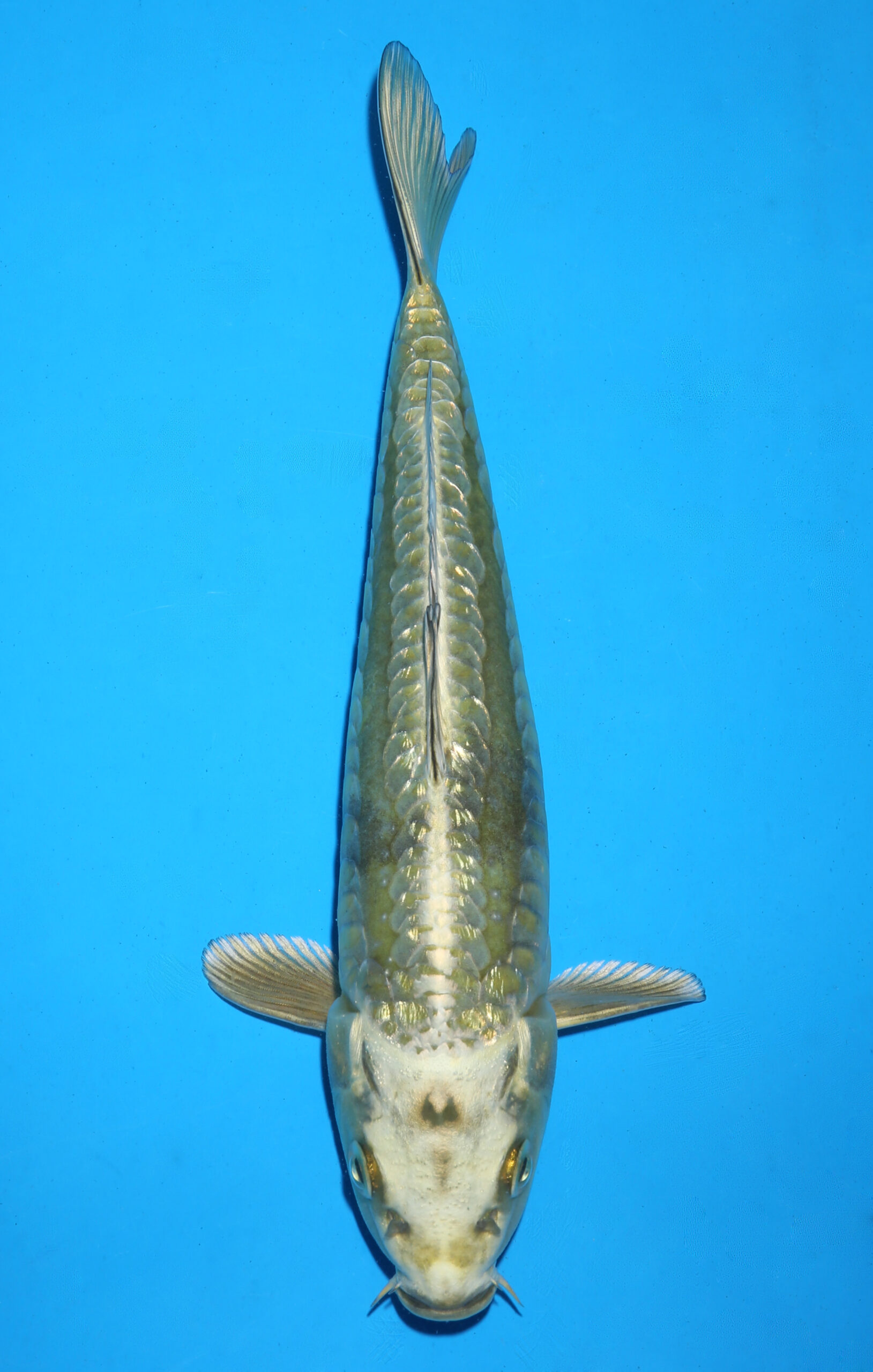 DOITSU MUKASHI OGON