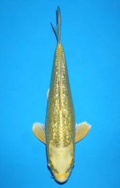 GOLDEN MUKASHI OGON GINRIN