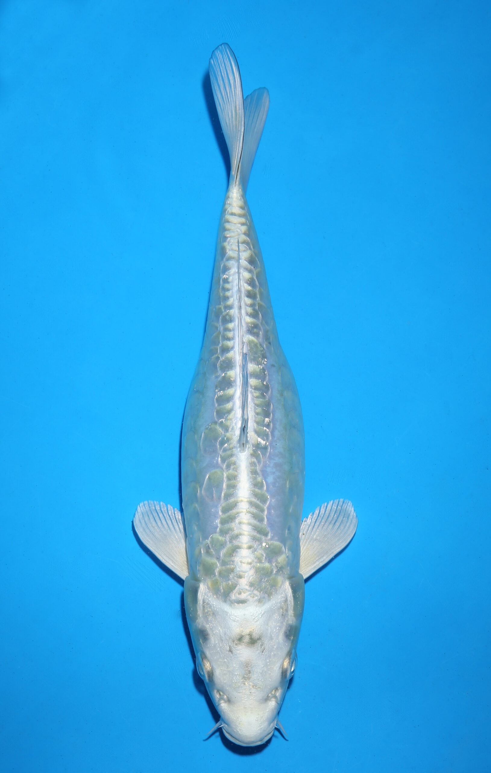 DOITSU MUKASHI OGON