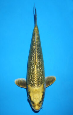 GOLDEN MUKASHI OGON GINRIN
