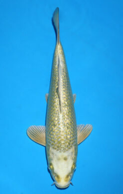 GOLDEN MUKASHI OGON GINRIN