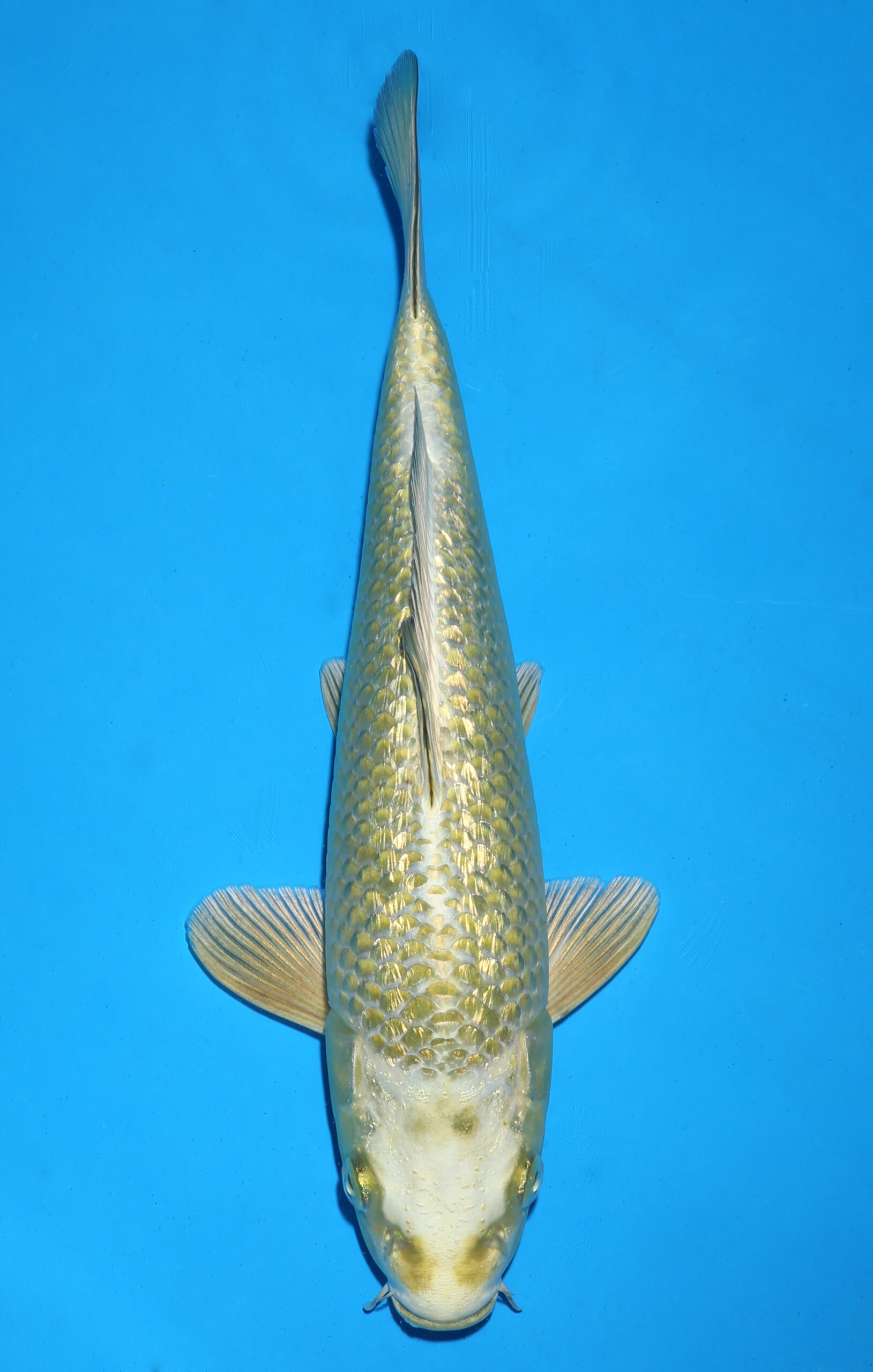 GOLDEN MUKASHI OGON GINRIN