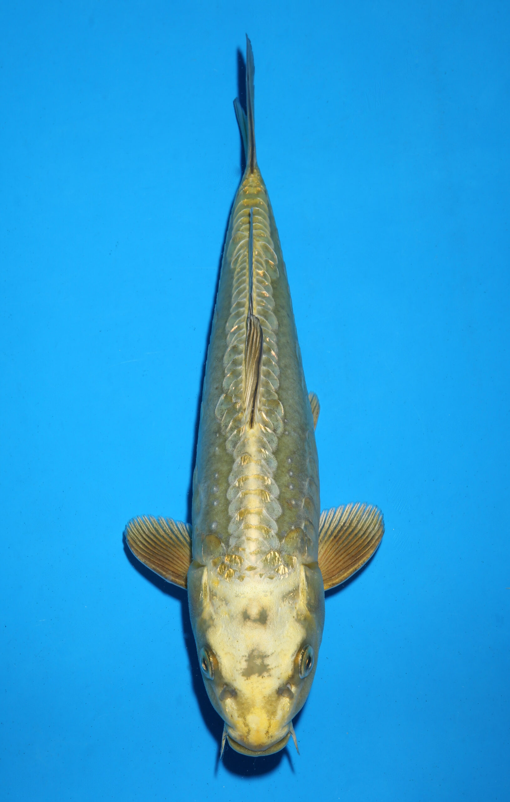 DOITSU GOLDEN MUKASHI OGON
