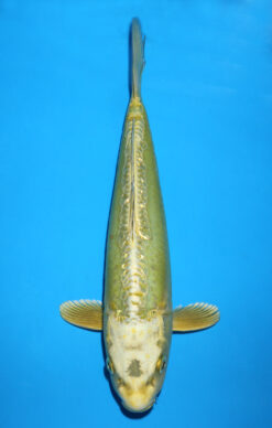DOITSU GOLDEN MUKASHI OGON