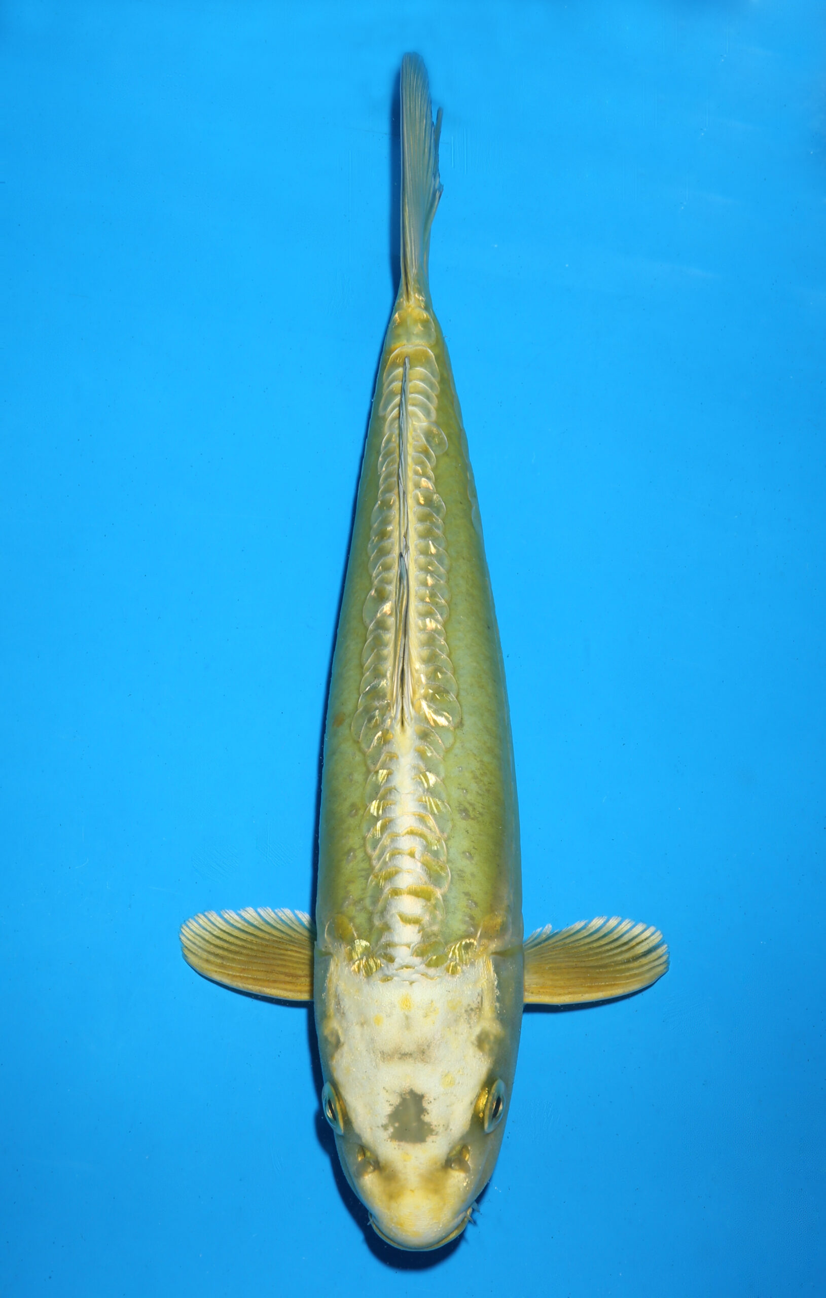 DOITSU GOLDEN MUKASHI OGON