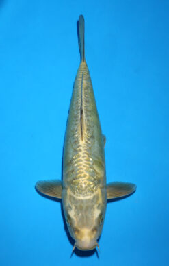 ARAGOKE MUKASHI OGON