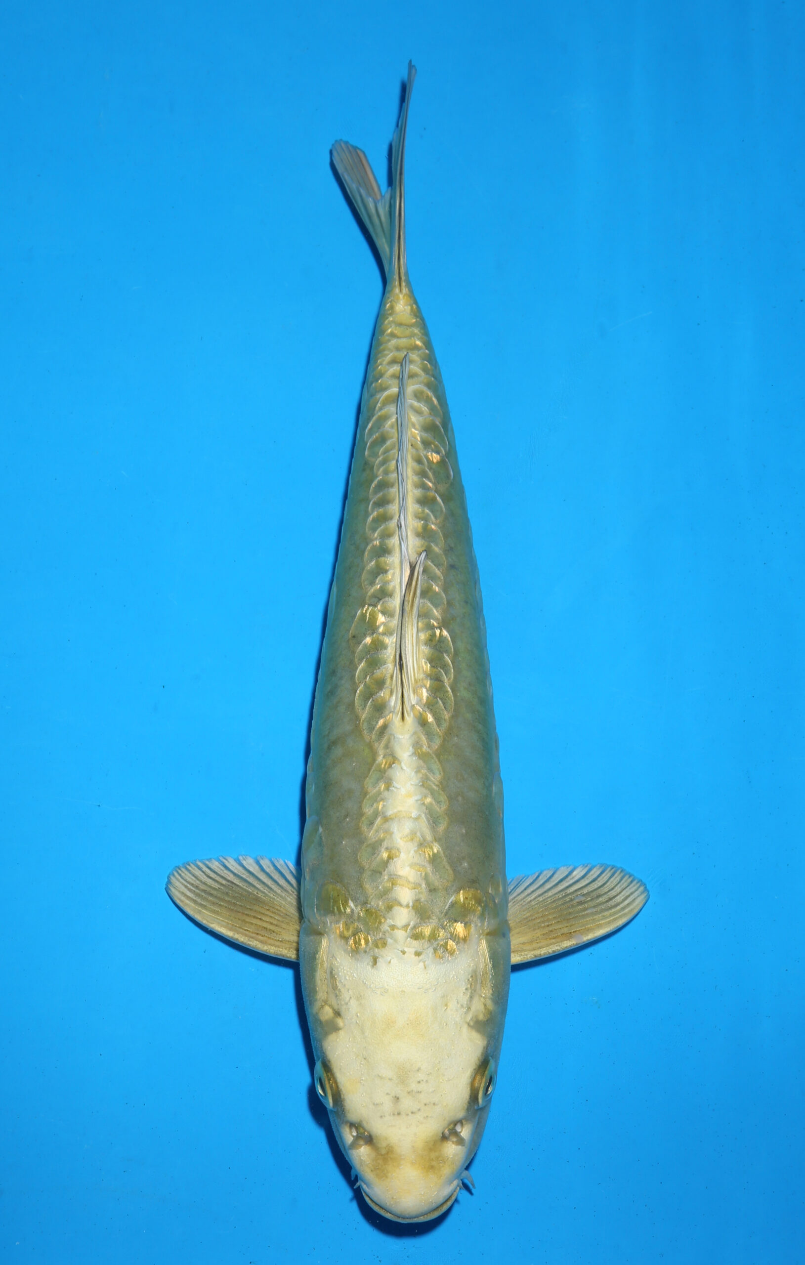 DOITSU GOLDEN MUKASHI OGON