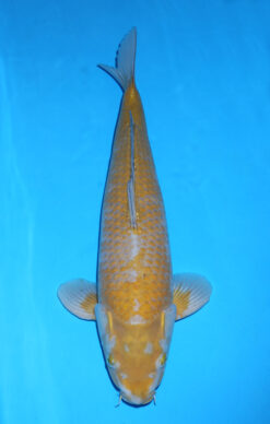 KANOKO OCHIBA