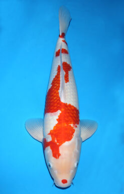 KOHAKU
