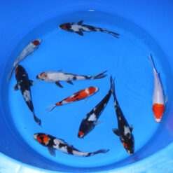 CHIISAI NISAI 19-25 cm